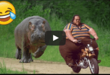 Best Funny Videos 🤣 - People Being Idiots 🤣 Try Not To Laugh - BY Funny Dog 