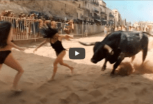 When Animals Go On A Rampage And Got Caught On Camera !