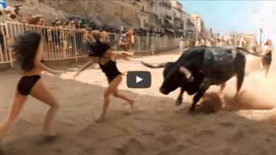 When Animals Go On A Rampage And Got Caught On Camera !