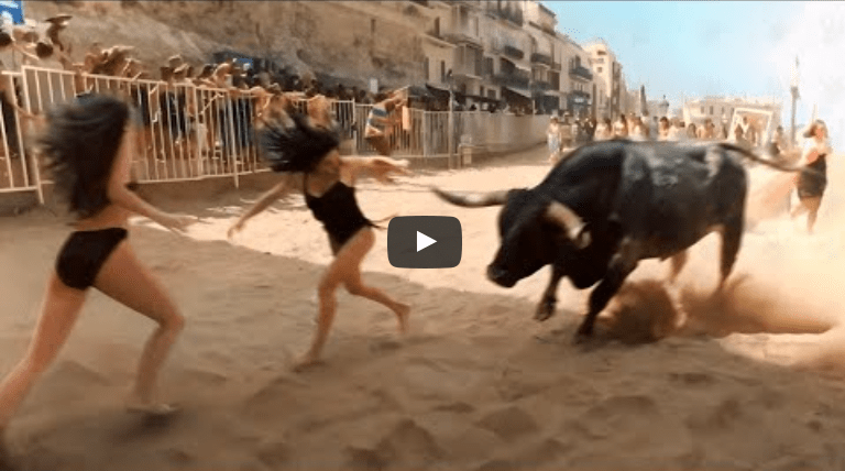 When Animals Go On A Rampage And Got Caught On Camera !